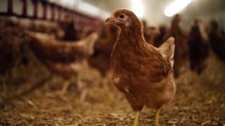 Les abattages de volailles de chair sont en hausse de près de 2 % entre octobre 2024 et octobre 2025, tirés par la nette progression des abattages de poulets.