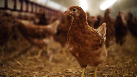 Les abattages de volailles de chair sont en hausse de près de 2 % entre octobre 2024 et octobre 2025, tirés par la nette progression des abattages de poulets.