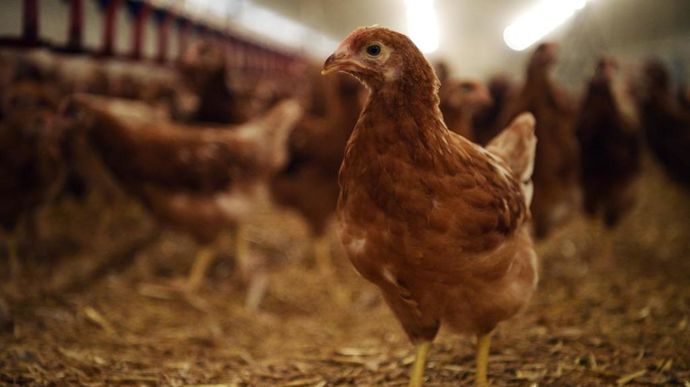 Les abattages de volailles de chair sont en hausse de près de 2 % entre octobre 2024 et octobre 2025, tirés par la nette progression des abattages de poulets.