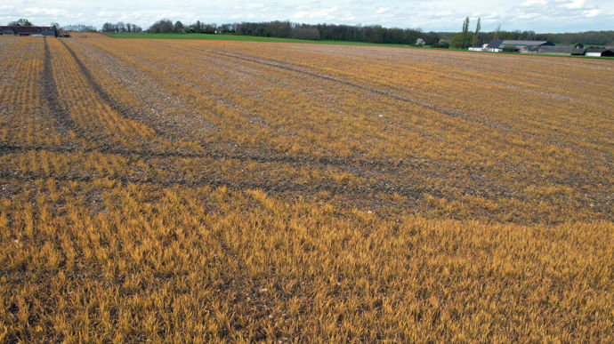 Glyphosate : un outil en ligne pour en utiliser moins ou s’en passer