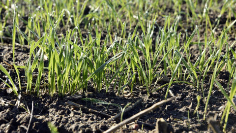 Au 1er décembre 2025 selon FranceAgriMer, 94 % des blés tendres avaient levé.