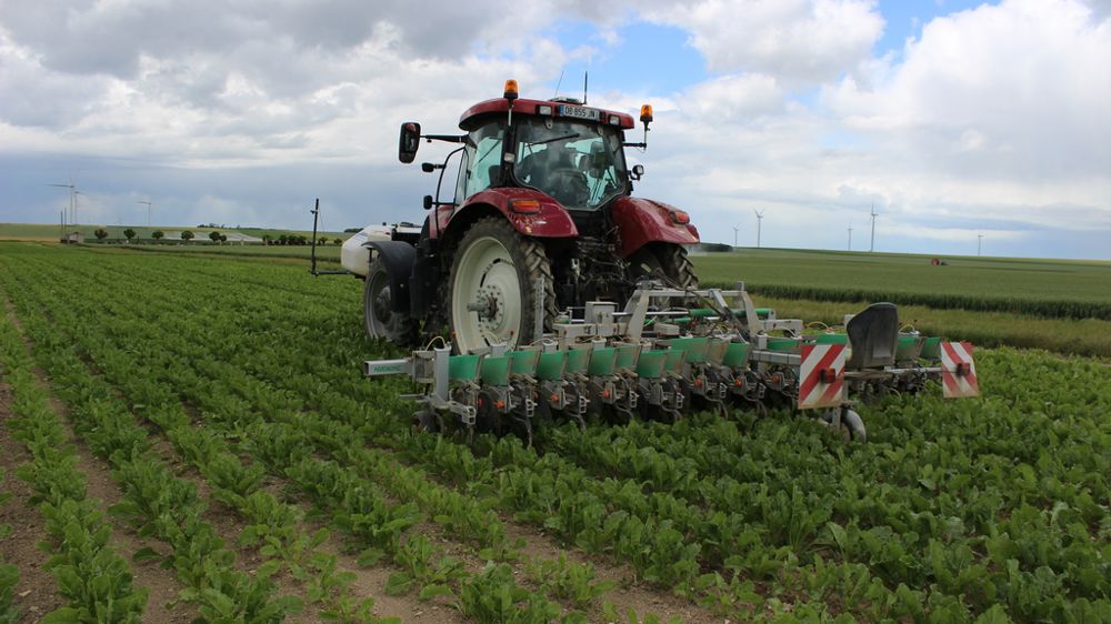 Binage des betteraves