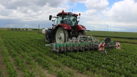 Binage juste avant couverture sur l’exploitation d’Étienne Cousin, aux Grandes-Chapelles (Aube). Passer la bineuse est possible du stade 4 feuilles au stade 8 à 10.