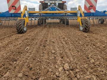 Passage de herse étrille sur betteraves