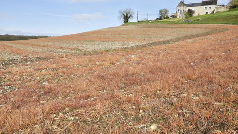 Une étude sur le glyphosate, largement citée par les autorités gouvernementales, a été retirée par le journal qui l'avait publiée en 2000.