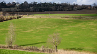 Jaunisse nanisante de l’orge et maladie des pieds chétifs sont des maladies virales transmises par les pucerons et cicadelles.