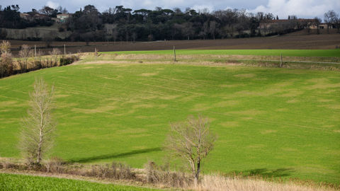 Jaunisse nanisante de l’orge et maladie des pieds chétifs sont des maladies virales transmises par les pucerons et cicadelles.