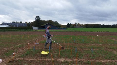 Arvalis évalue différentes techniques pour cacher les céréales à paille de la vue des pucerons, et ainsi empêcher les infestations primaires.