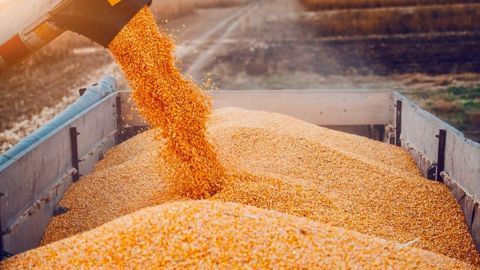 Le stock de fin de campagne de maïs US est attendu à un niveau particulièrement lourd de 51,5 Mt, contre 38,9 Mt l'an dernier.