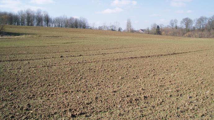 Plaine de blé