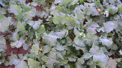 Sur Euronext, le colza à terme février 2026 progressait de 6,25 €/t, à 478 €/t. L’échéance mai 2026 s'amplifiait de 5,75 €/t, à 472 €/t.