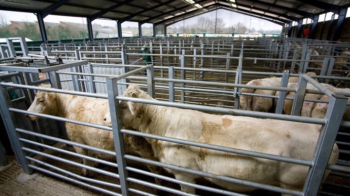 Le marché aux bestiaux de Bourg-en-Bresse a réouvert ses portes le 2 décembre, après un mois et demi de fermeture.