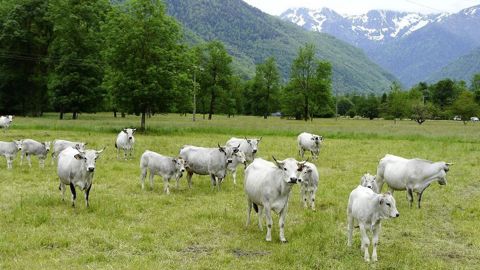 Un nouveau cas dermatose nodulaire contagieuse a été détecté mercredi 10 décembre 2025 dans les Hautes-Pyrénées.