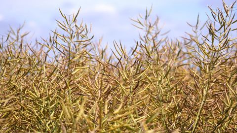 Terres Inovia est l’institut technique pour onze cultures : colza, tournesol, soja, pois, féverole, lupin, lin, chanvre, pois chiche, lentille et cameline.