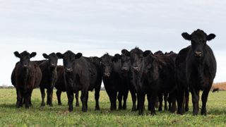 Vaches angus en pâture