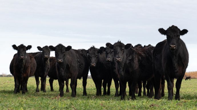 L'Angus est la mieux implantée en France des races britanniques.