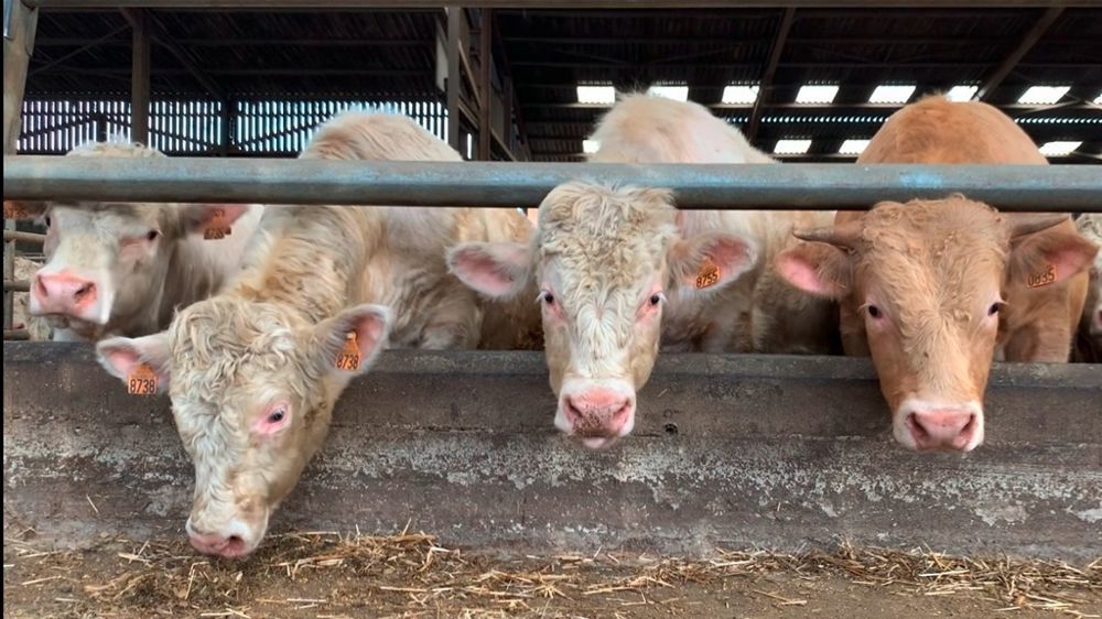 « Pour sauver toute la filière, l'abattage est la seule solution », a déclaré vendredi la ministre de l'agriculture Annie Genevard.