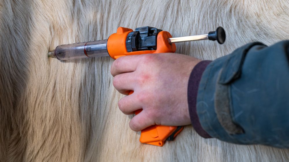 Le passage du sud-ouest sous le statut de zone vaccinale se induit des restrictions de mouvement pour les bovins. A l'exception des départs en abattoir, les animaux doivent rester dans les exploitations, le temps de l'acquisition de l'immunité vaccinale. 