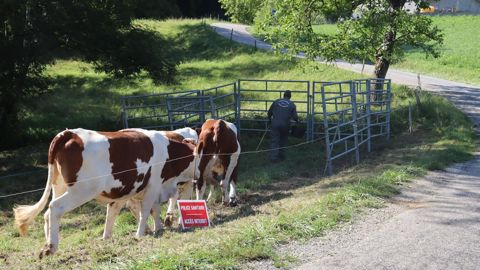 Pour le syndicat des entreprises de l'abattage-découpe, une évolution de la stratégie sanitaire contre la DNC ne doit intervenir que dans « le cadre d'une modification de la règlementation européenne ».