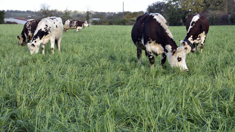 En cumul depuis janvier, la collecte française se hisse de 1 % au-dessus de celle de l’an dernier.