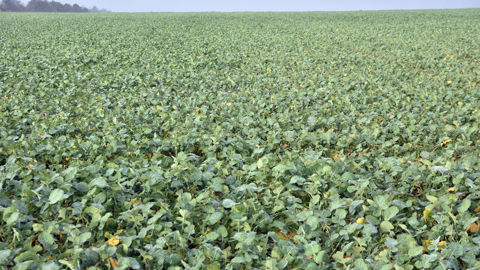 Les surfaces semées en colza progresseraient de près de 10 % en 2026 par rapport à la moyenne de 2021 à 2025.