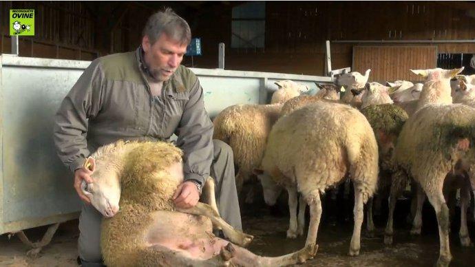 Attraper un mouton