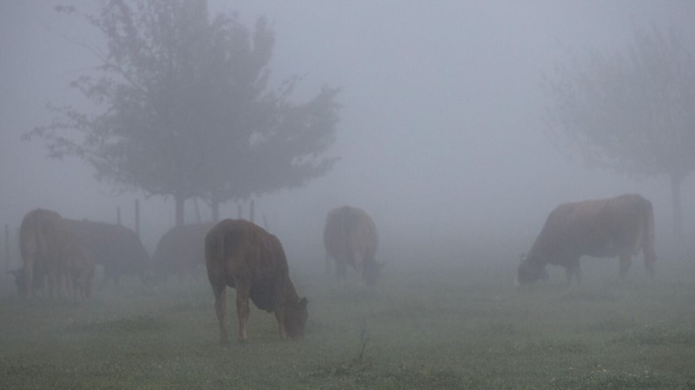 Vaches dans le brouillard