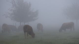 Vaches dans le brouillard