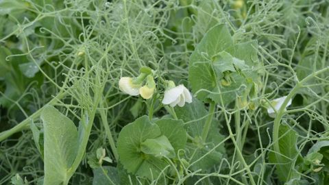 Peaboost a pour ambition de contribuer à la structuration d’une filière forte autour du pois protéagineux, avec une perspective de mise à disposition de nouvelles variétés d’ici 7 à 8 ans.