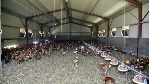 Le projet réglementaire Omnibus Environnement entend modifier la directive IED relative aux émissions industrielles des élevages.