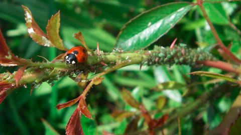 La proposition de la Commission européenne sur le biocontrôle doit encore être adoptée par le Parlement et le Conseil européens.
