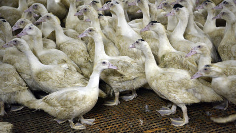 Sur la semaine du 8 au 14 décembre 2025, la plateforme ESA rapporte huit nouveaux foyers de grippe aviaire dans les élevages français.