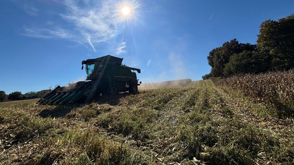 Lors de la récolte 2025, 38 adhérents de Maïsadour ont récolté 855 hectares de maïs produits en agriculture régénératrice.