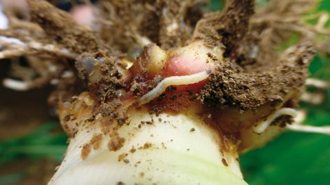 La cyperméthrine est notamment homologuée sur maïs, sorgho ou encore tournesol pour lutter contre la chrysomèle.