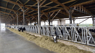 Le bien-être animal grâce à une bonne ambiance dans le bâtiment est une priorité.