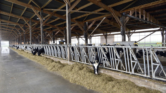 En lait, viser plus de 11 500 kg par an pour gagner du temps et de la rentabilité