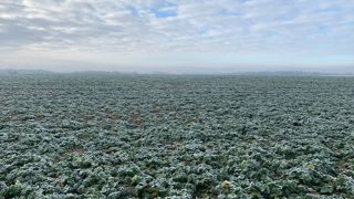 Les gelées seront fréquentes en fin de semaine en France.