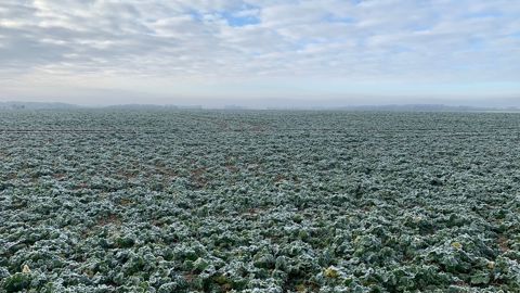 Les gelées seront fréquentes en fin de semaine en France.