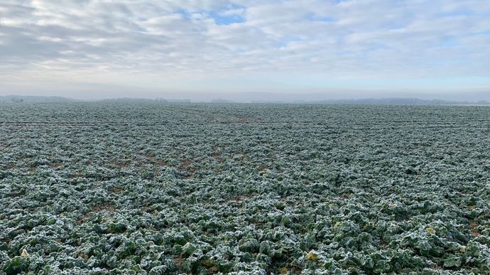Les gelées seront fréquentes en fin de semaine en France.