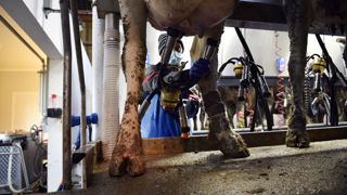 En 2023, les 40 plus grands groupes coopératifs concentraient 74 % du chiffre d’affaires total des coopératives.