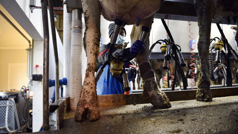 En 2023, les 40 plus grands groupes coopératifs concentraient 74 % du chiffre d’affaires total des coopératives.