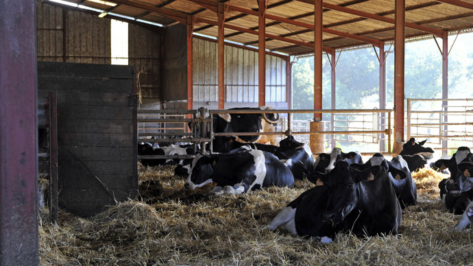 En plus de rapports de taux anormaux, l’observation des animaux révèlera des signes de troubles digestif : seulement 25 % des vaches au repos qui ruminent, des coups de mâchoire par bol insuffisants, des diarrhées importantes et des pH urinaires en baisse.