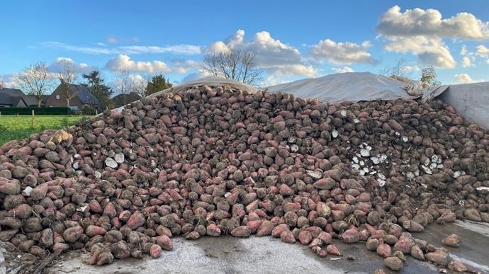 Le rendement en matière sèche 2025 est semblable à celui de 2024. Malgré un rendement racine inférieur (t/ha), le taux de MS vient rattraper ce manque.