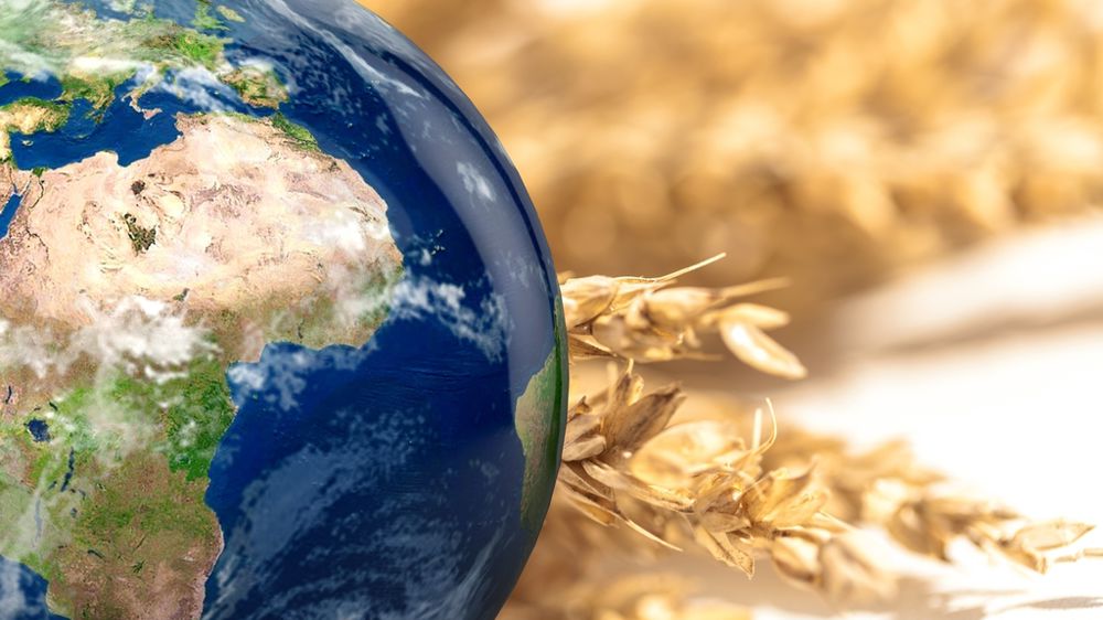 Globe terrestre et épis de blé