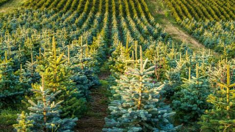 En France en 2023, le Nordmann représente 78 % du marché en volume.