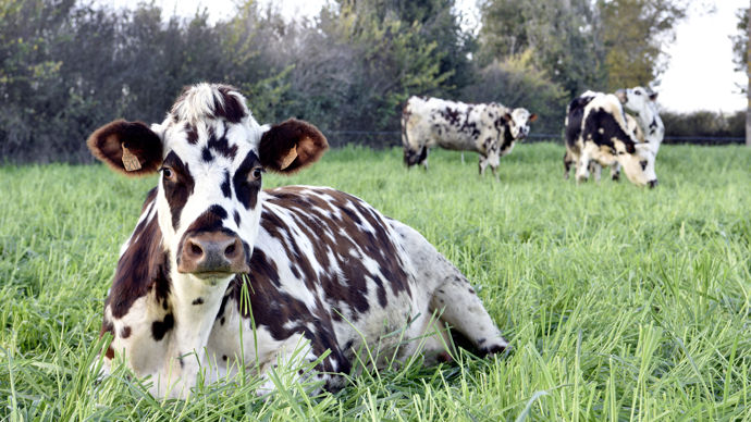 La normande a gagné 529 kg de lait par vache entre 2018 et 2023 sans détériorer les taux.