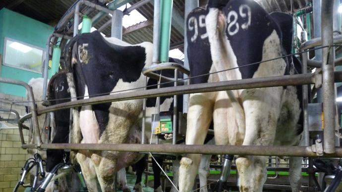 Traite des vaches