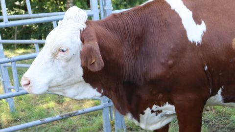 Pour les vétérinaires, même si un cas de DNC n'est pas déclaré, la maladie persistera longtemps dans l'élevage par sa résistance dans l'environnement.