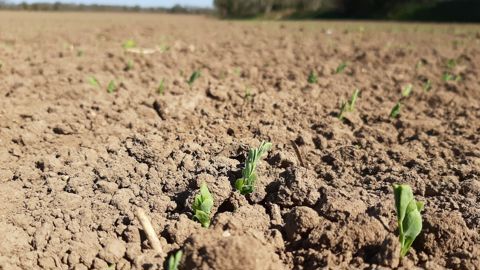 Un pois de type variétal « printemps » semé avant le 1er février est considéré comme un pois d’hiver du point de vue des usages des herbicides.
