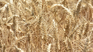 Le rendement moyen français du blé tendre s'établit à 74,2 quintaux par hectare en 2025.